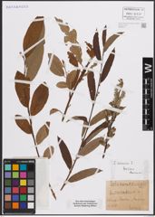 Foto von Salix caprea L. x Salix viminalis L.